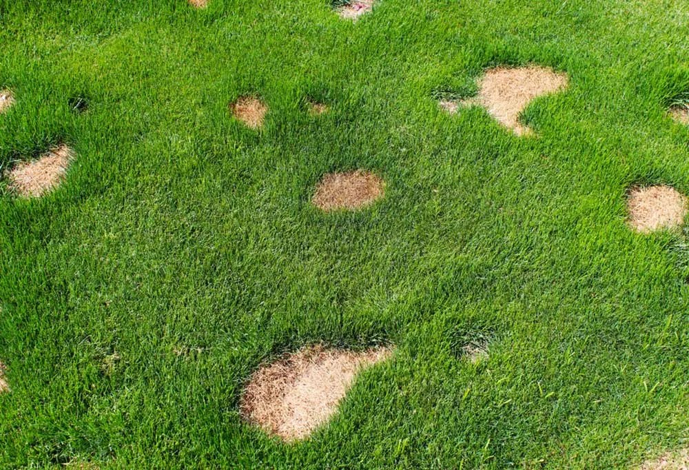 Why Does A Dogs Urine Burn The Grass