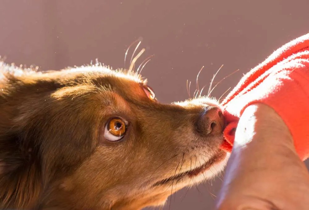 Why Does My Dog Jump On Me