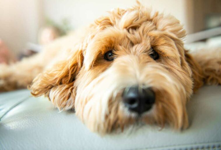 Best Doodle Breeds for Apartments