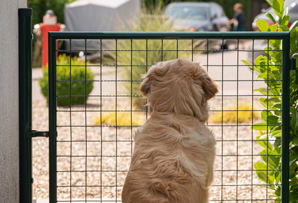 How to Prevent a Dog from Jumping Over a Gate