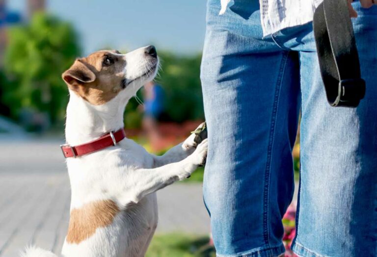 Help! My Dog Keeps Jumping on Me and Biting