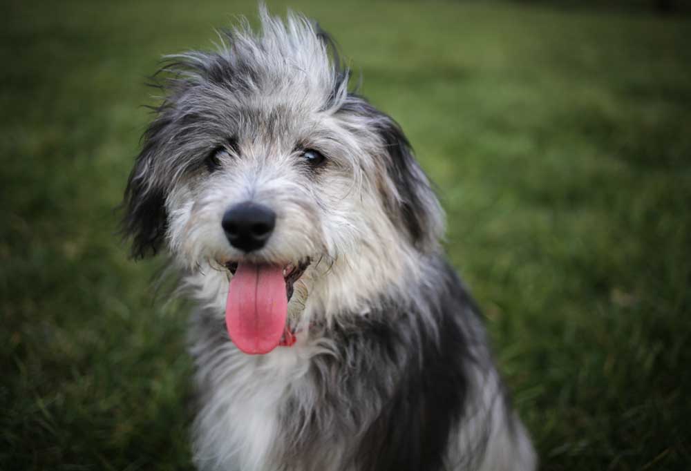 9 Different Mini Doodle Breeds