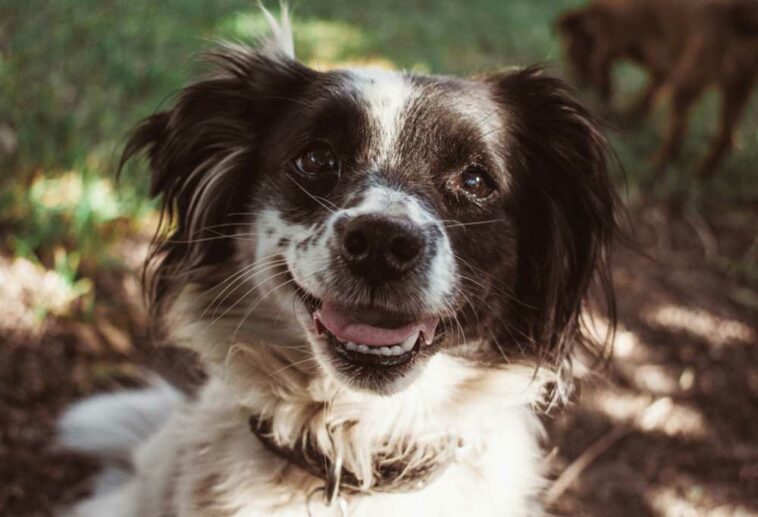 How to Prevent a Dog from Jumping Over a Gate