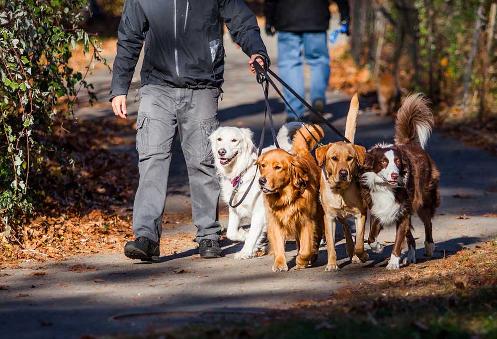Training Two Dogs to Walk Together