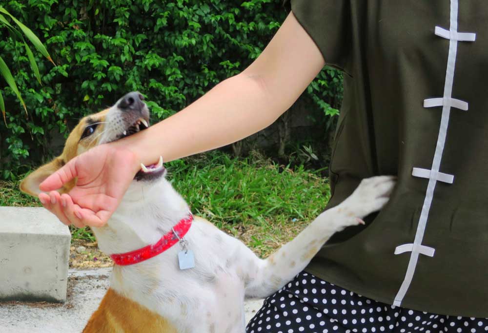 Help! My Dog Keeps Jumping on Me and Biting