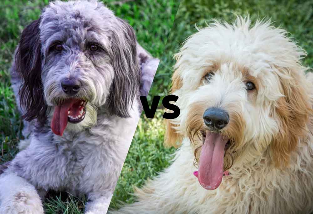 Aussiedoodle vs. Goldendoodle
