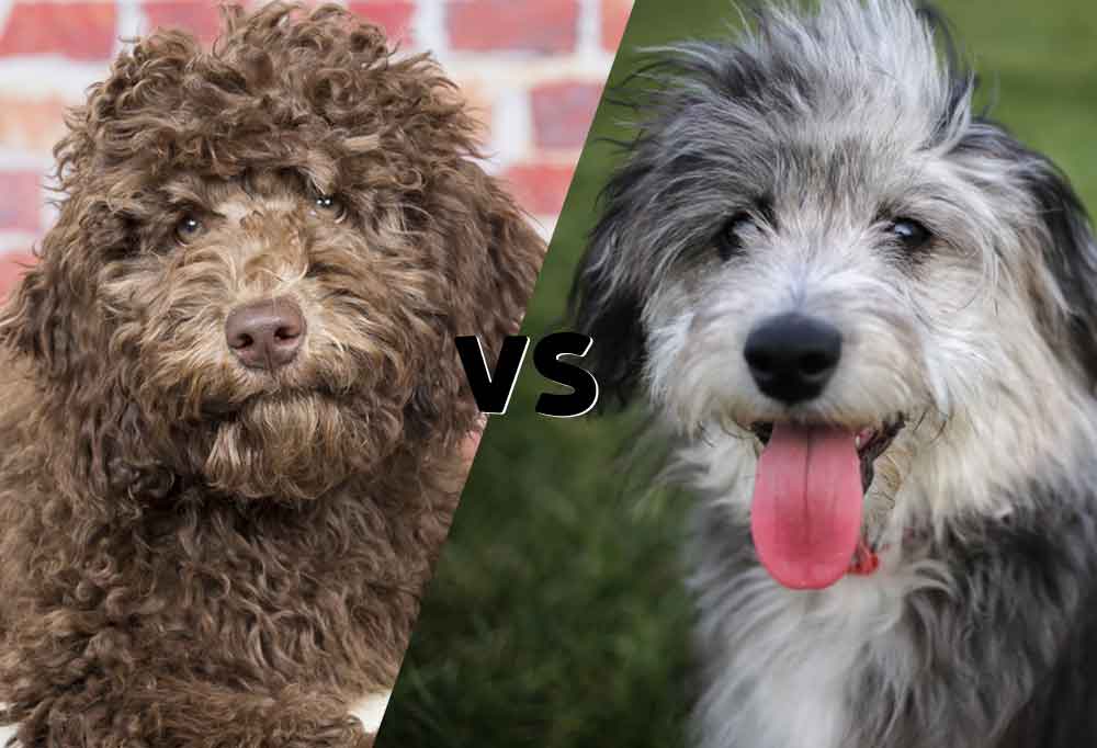 Australian Labradoodle vs. Aussiedoodle