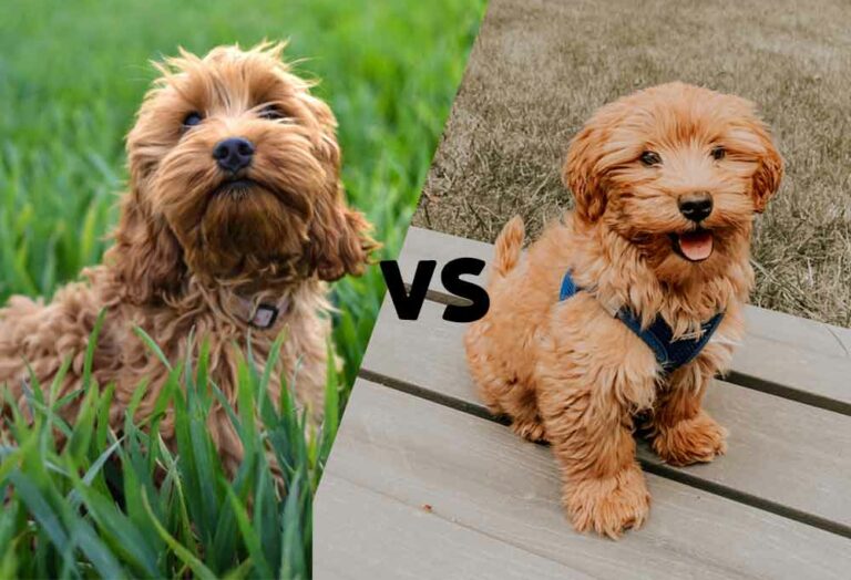 Cockapoo vs. Mini Goldendoodle