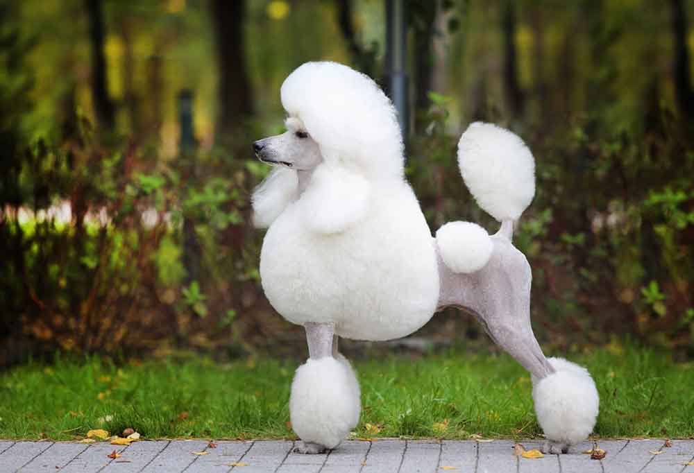 Low Maintenance Poodle Cuts