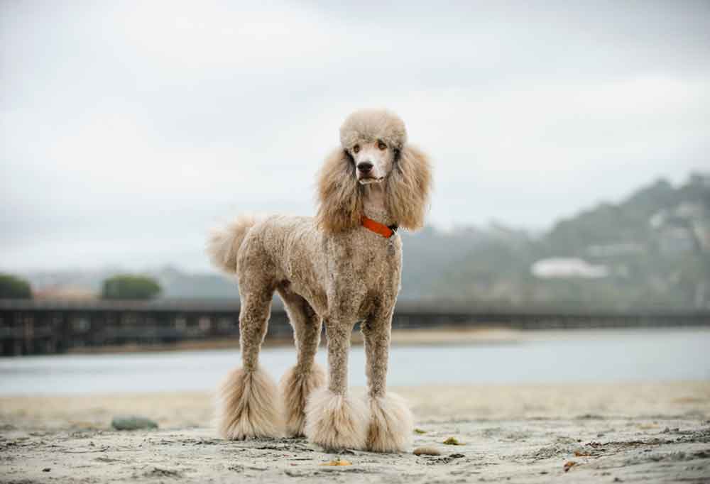 Low Maintenance Poodle Cuts