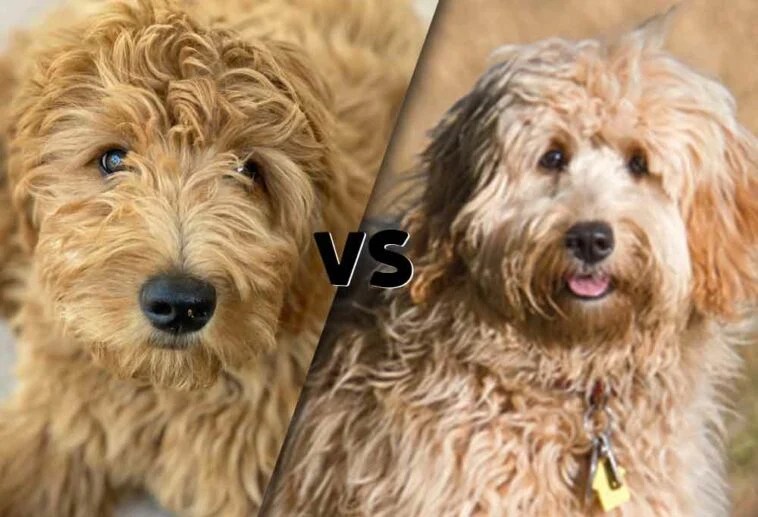 Goldendoodle vs. Mini Goldendoodle