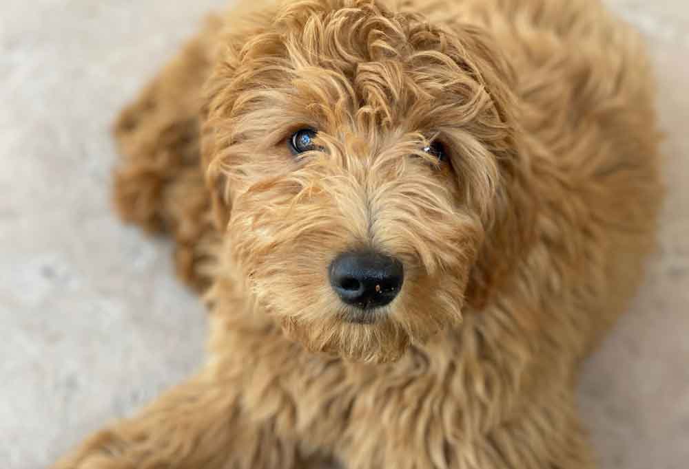 Aussiedoodle vs. Goldendoodle