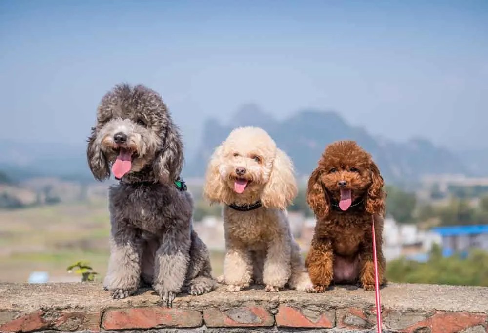 Are Toy Poodles Clingy