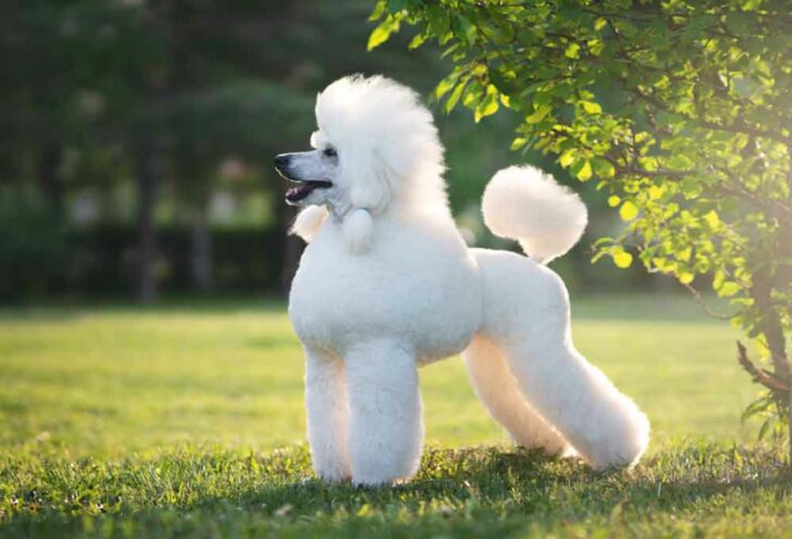 7 Standard Poodle Grooming Styles