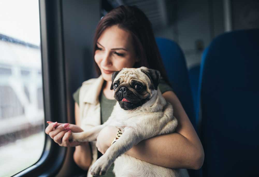 All you need to know about train travel for dogs