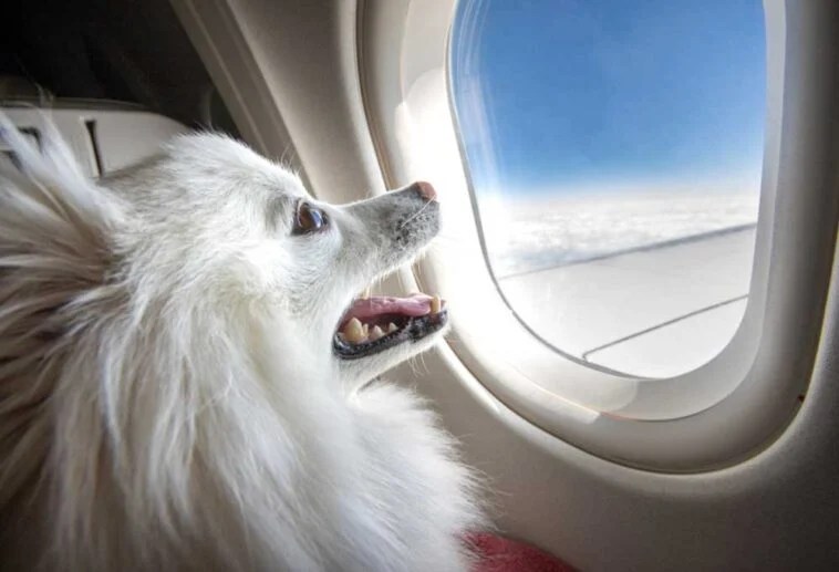 Airline requirements for your dog