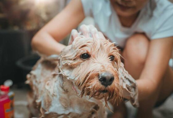 How Often Should You Bathe a Poodle?