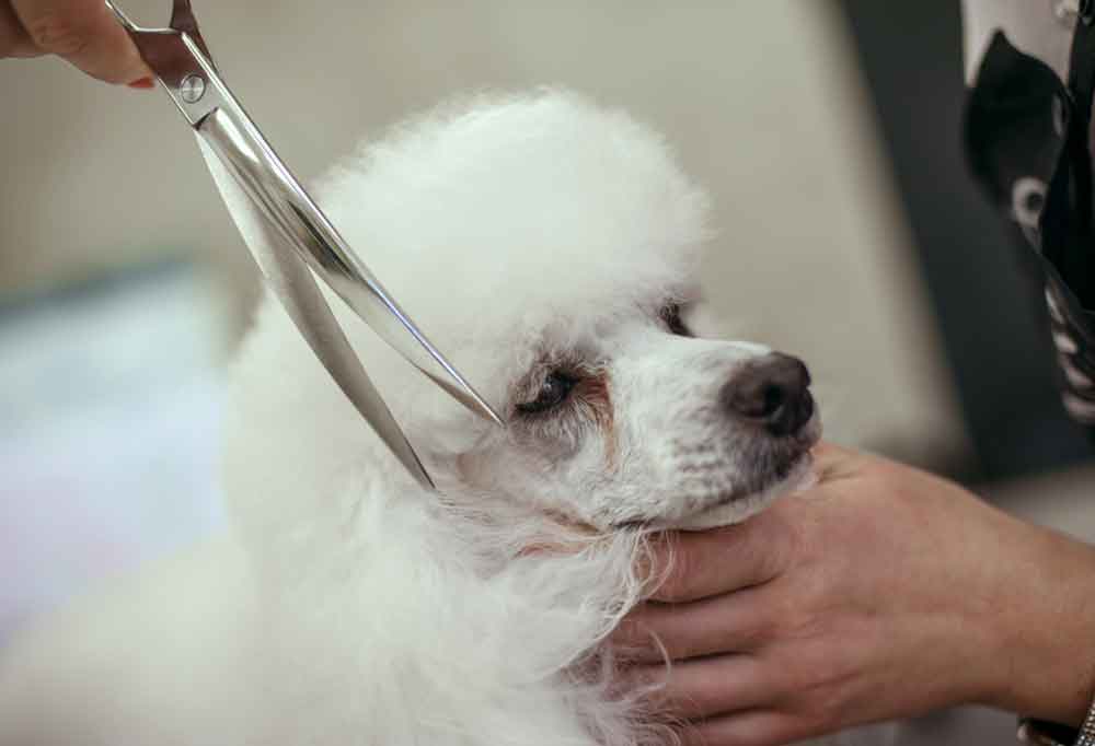 How to Groom a Standard Poodle at Home