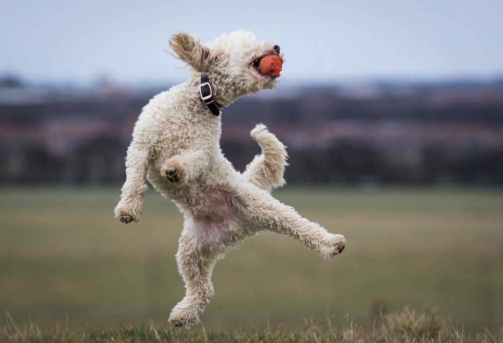 What Do Poodle Zoomies Mean?