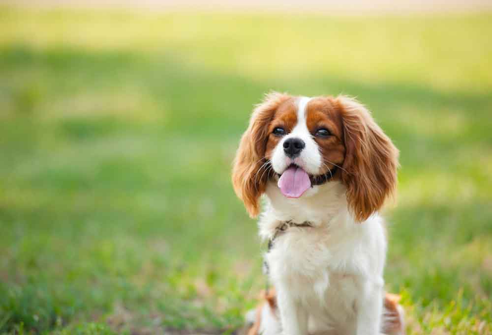 Are Cavalier King Charles Spaniels Hypoallergenic
