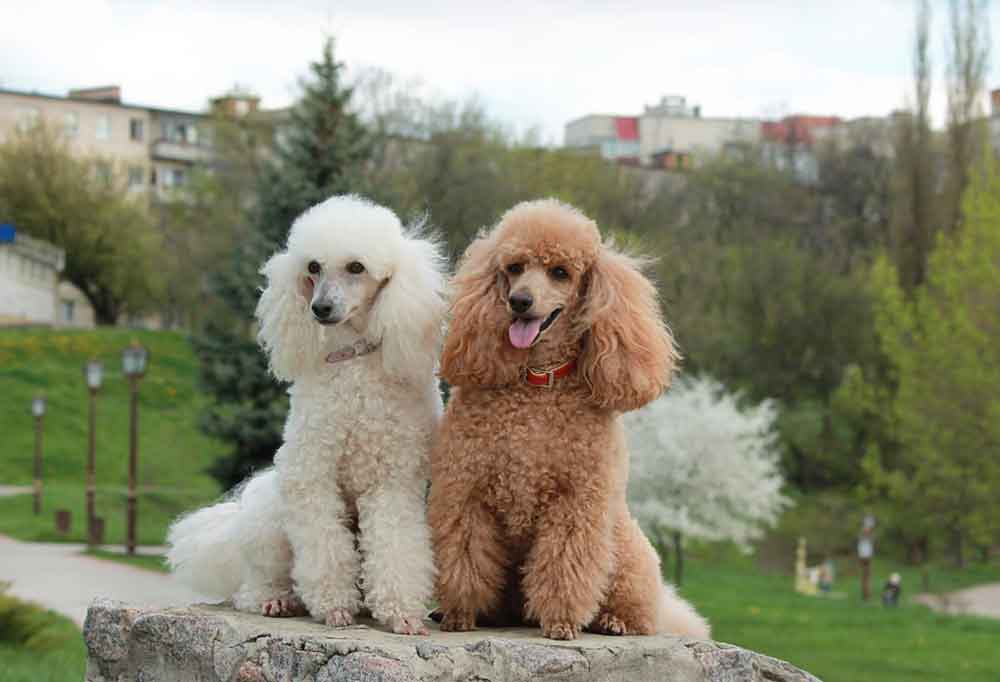 Poodle vs. Golden Retriever