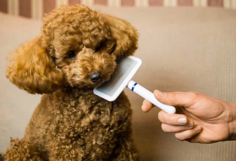 Are Mini Goldendoodles Hypoallergenic?