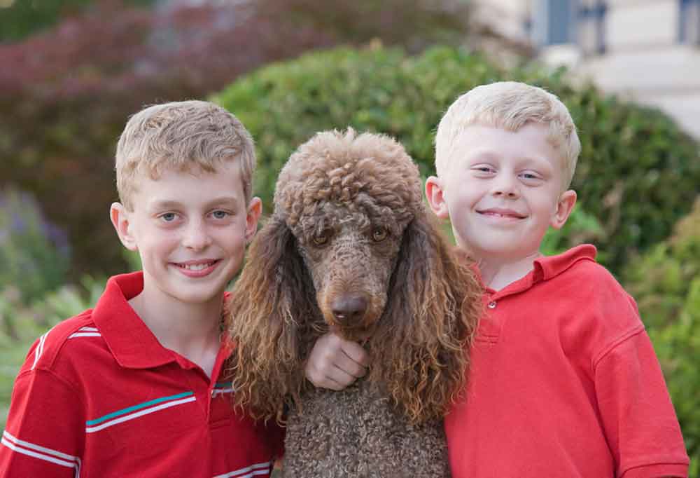 Are Poodles Big Barkers