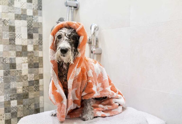 How Often Should You Bathe a Poodle?