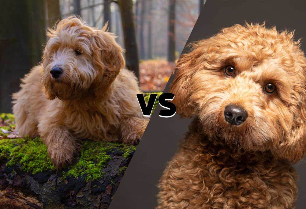 Goldendoodle vs. Cavapoo