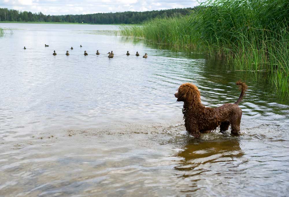 Are Poodles Hunting Dogs?