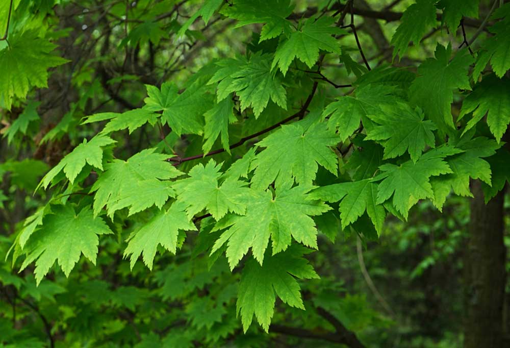 DogFriendly Trees and Shrubs