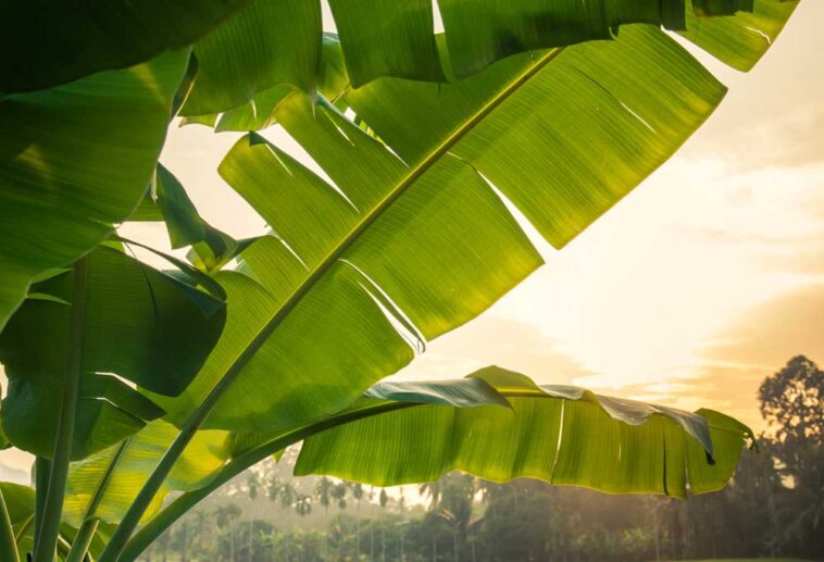 Are Banana Trees Safe for Dogs?