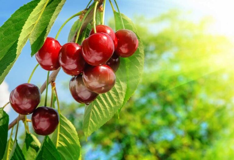 Are Cherry Trees Safe for Dogs?