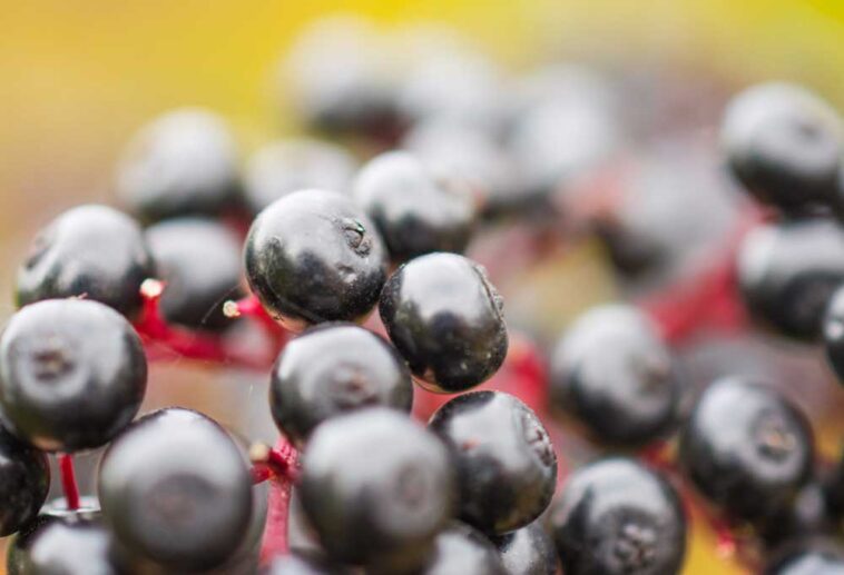 Are Elderberry Trees Safe for Dogs?