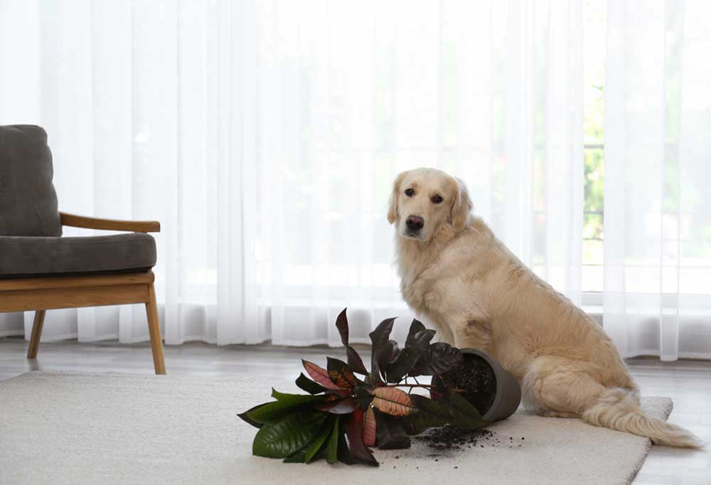 Are Ficus Trees Safe for Dogs?