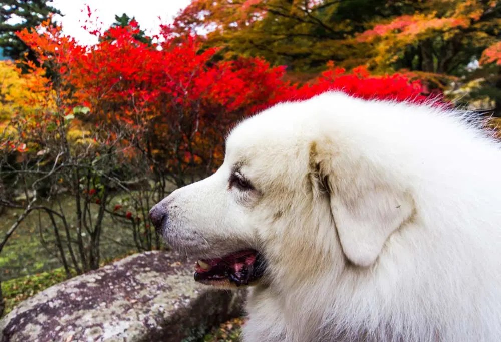 Are Japanese Maples Toxic To Dogs