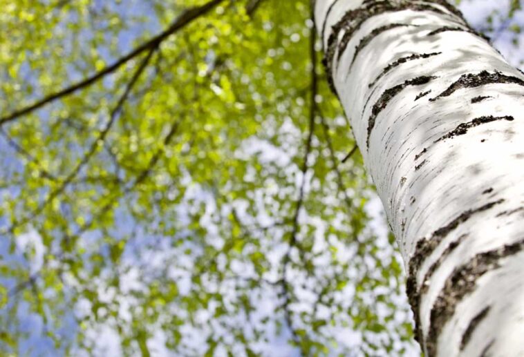 Are Birch Trees Safe for Dogs?
