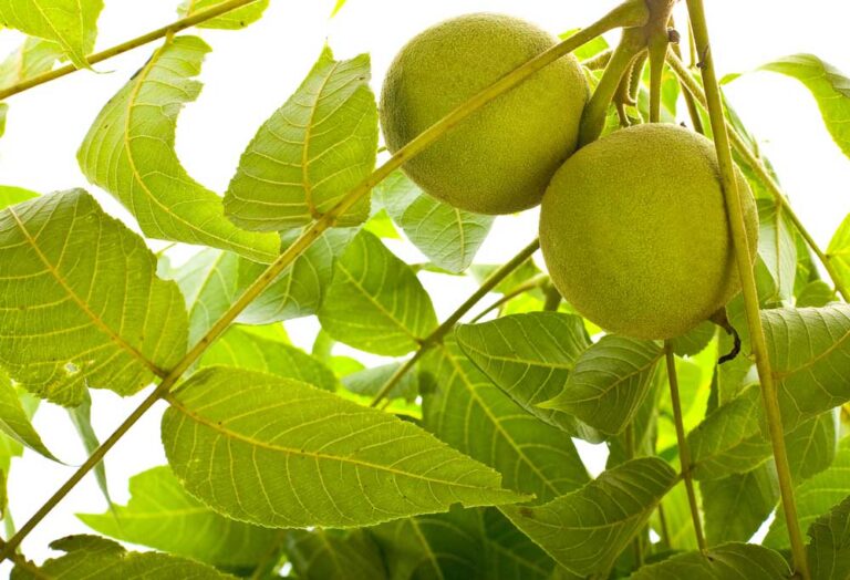 Trees Poisonous to Dogs