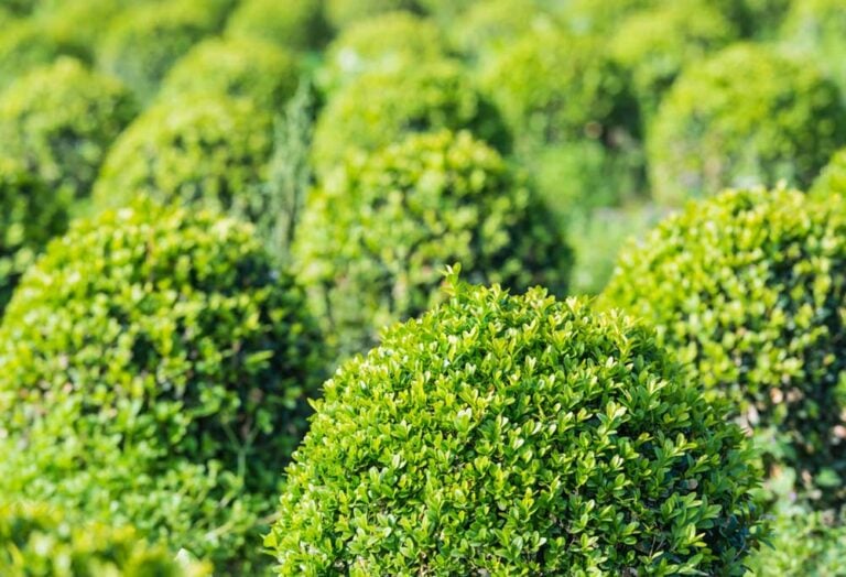 Trees Poisonous to Dogs