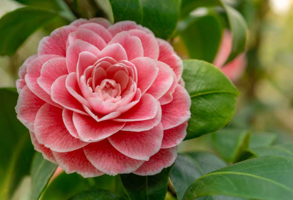 Flowering Trees that are Safe for Dogs