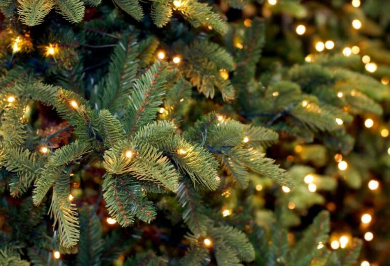 Are Real Christmas Trees Safe for Dogs?