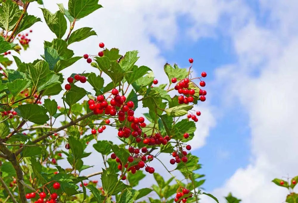 Are Apple Trees Safe For Dogs