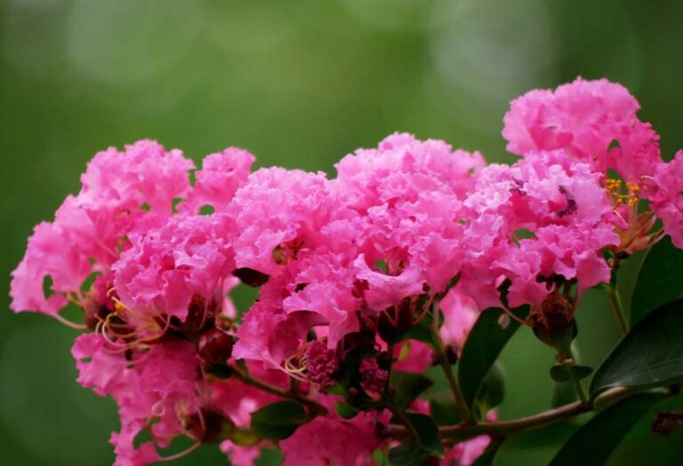 DogFriendly Trees and Shrubs