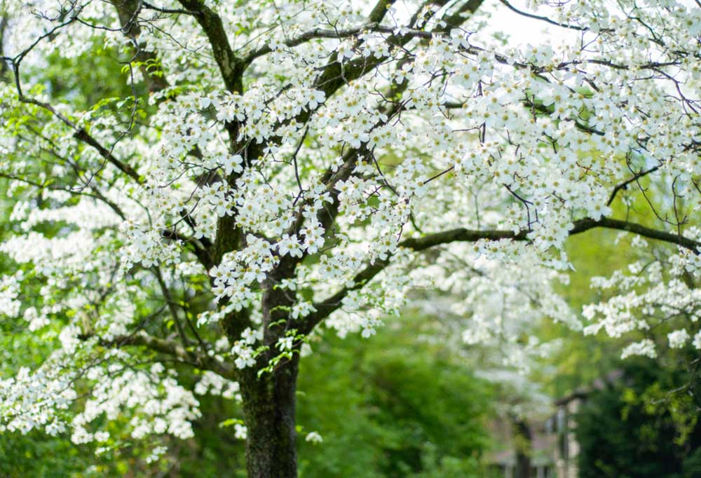 DogFriendly Trees and Shrubs