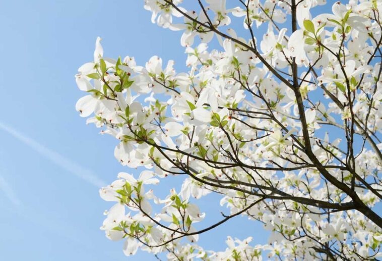Are Dogwood Trees Safe for Dogs?