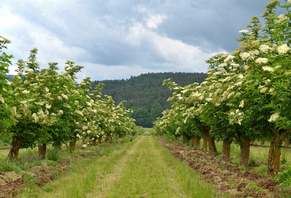 Are Elderberry Trees Safe for Dogs?