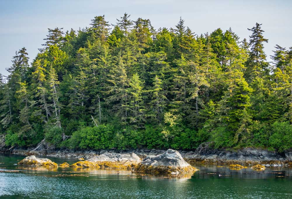 Evergreen Trees that are Safe for Dogs