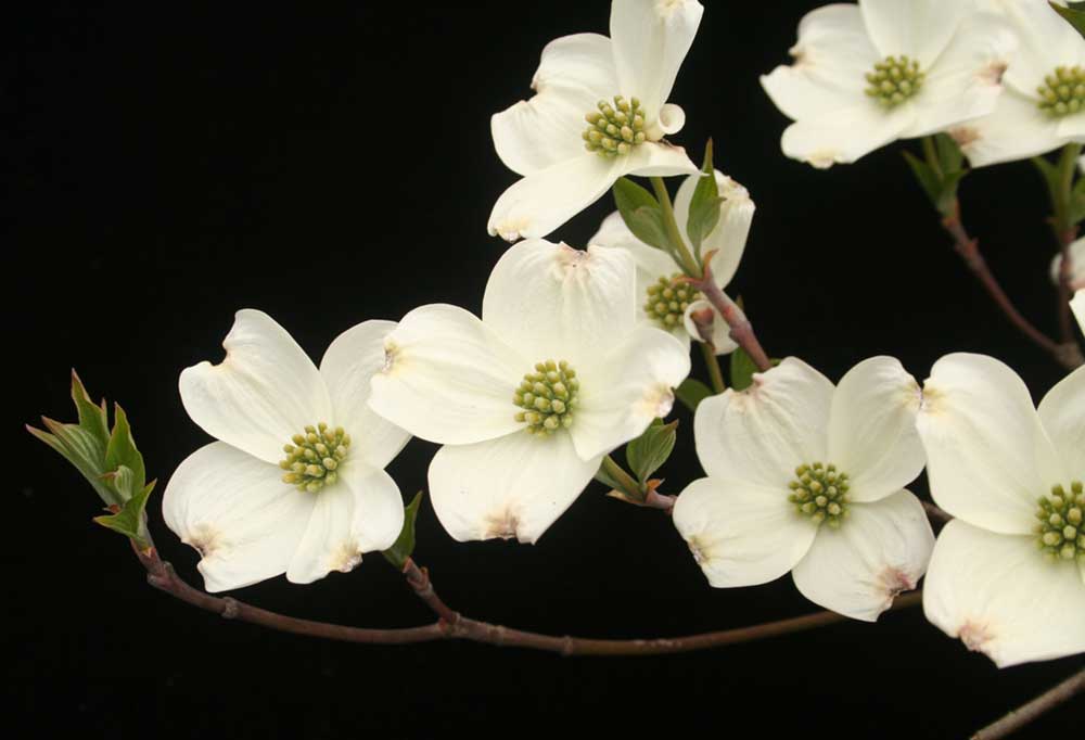 Are Dogwood Trees Safe for Dogs?