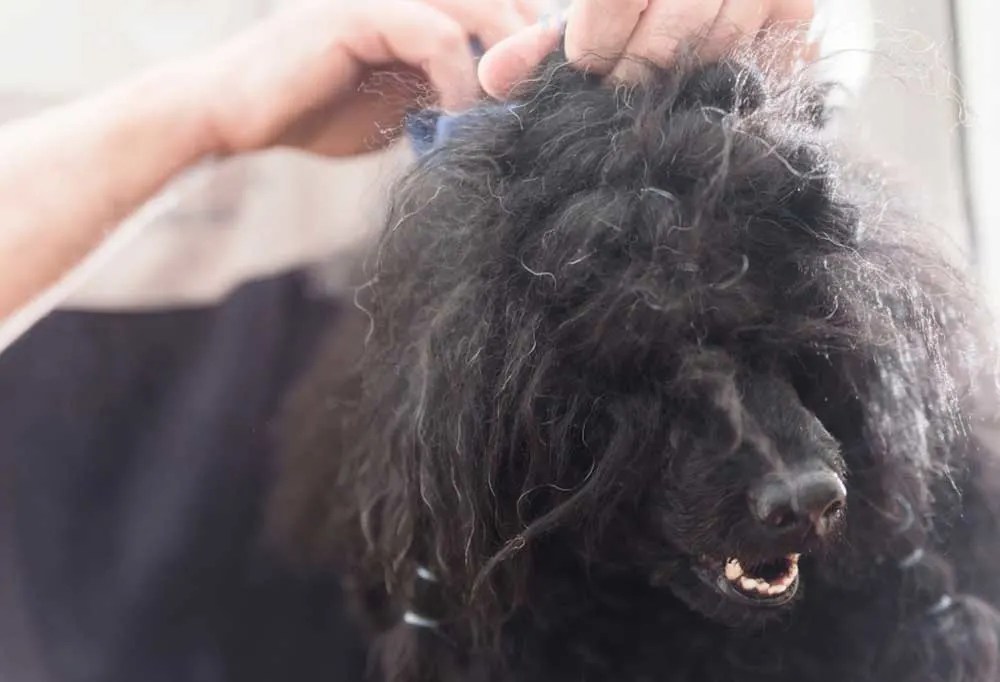 How Do I Keep My Poodle From Matting?