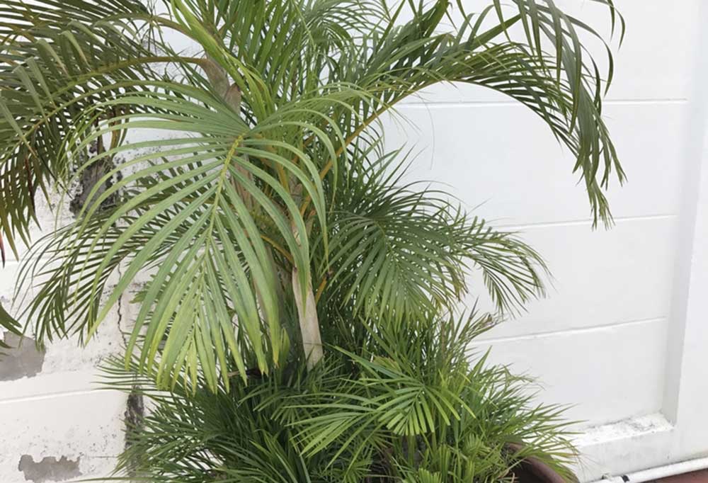 DogFriendly Trees and Shrubs